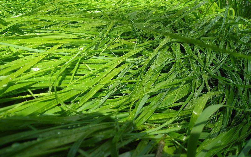 Hierochloe odorata Sweet Grass