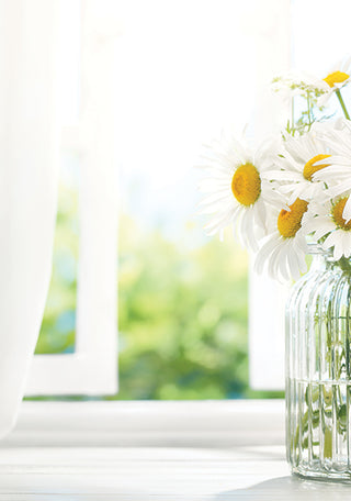 Shot of vase filled with white daisies in the foreground, and an open window showing the plants outside in the background.