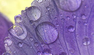 Close Up shot of purple Bakuchiol Plant with water droplets on the leaf on a yellow background.