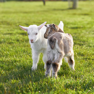 The History of Goat Milk and Its Skincare Benefits