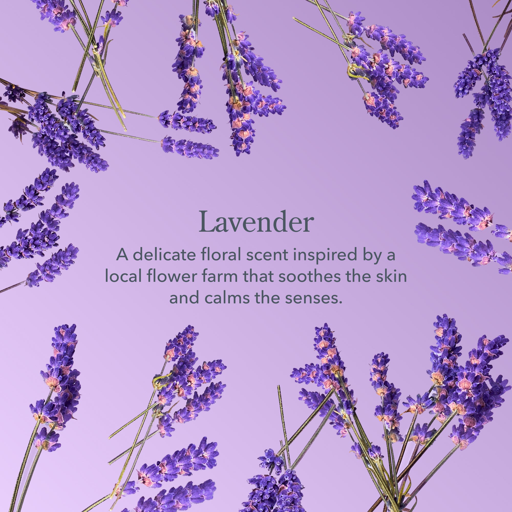 lavender flower benefits for skin Lavender Whipped Body Cream