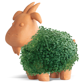 Chia Pet Goatie