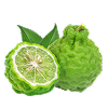 Bergamot