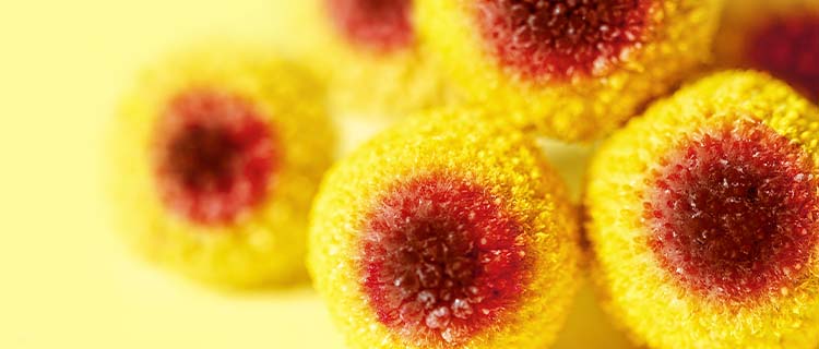Up close shot of the electric daisy flower ingredient which is colored yellow and orange, and are laying on a yellow background. 