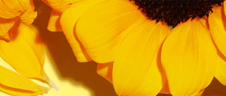 Up close shot of Sunflower, showing the goldish-yellow petals on a bright yellow background. 