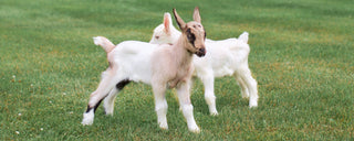 Goats at the Beekman Farm, playing on grass