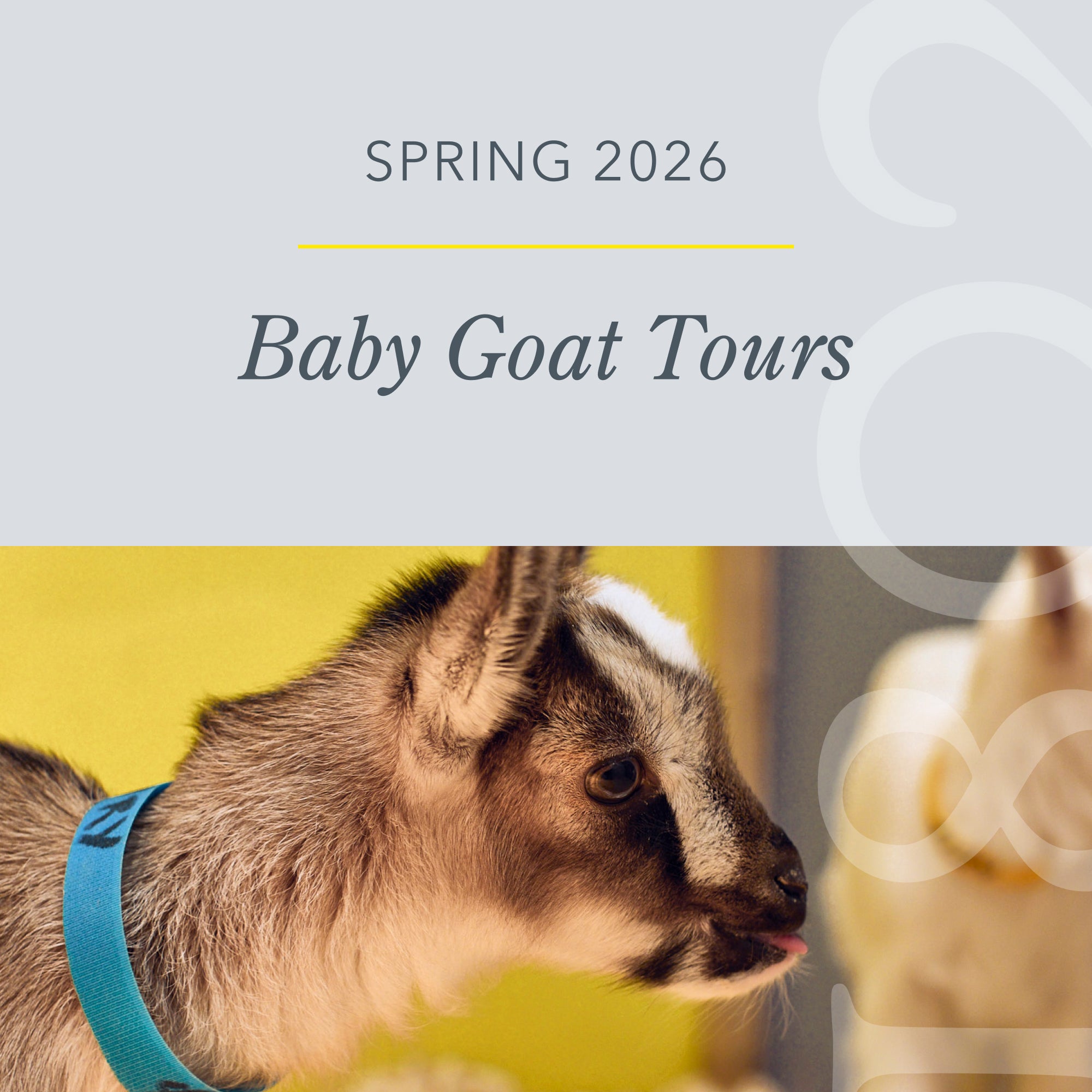 Baby Goat Tours 2026