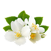 Jasmine