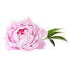 Pink Peony