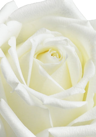 Up close shot of white rose, showing the middle of the rose.