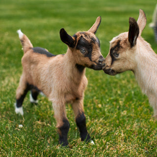 Goats playing at the Beekman Farm 