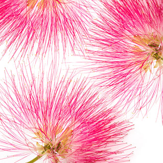 Up Close shot of persian silk tree flower against white background
