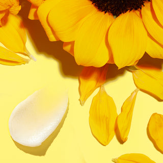 Up Close shot of sunflower and its petals with swatch of sunflower butter to the left, against a yellow background